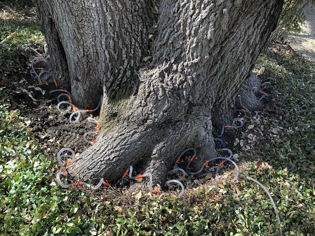 Detailed Tree Cabling and Bracing job site in Mendon
